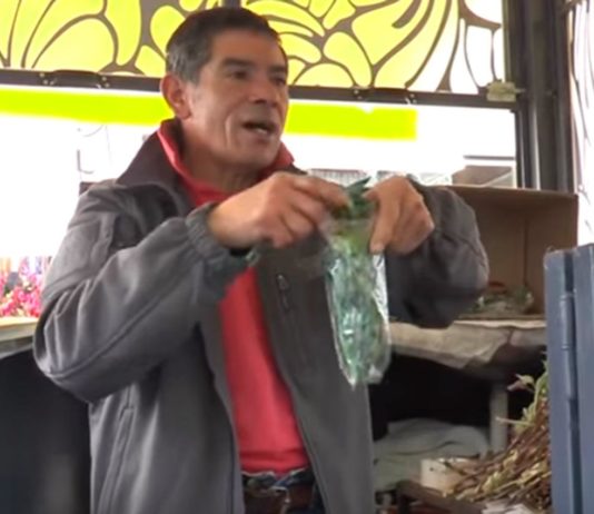 La tradición de cada 1 de agosto: para qué sirve tomar té de ruda