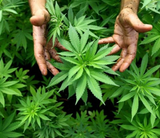 Lo denunció por violencia de género y cuando la Policía llegó a su casa se encontró con un «vivero» de marihuana