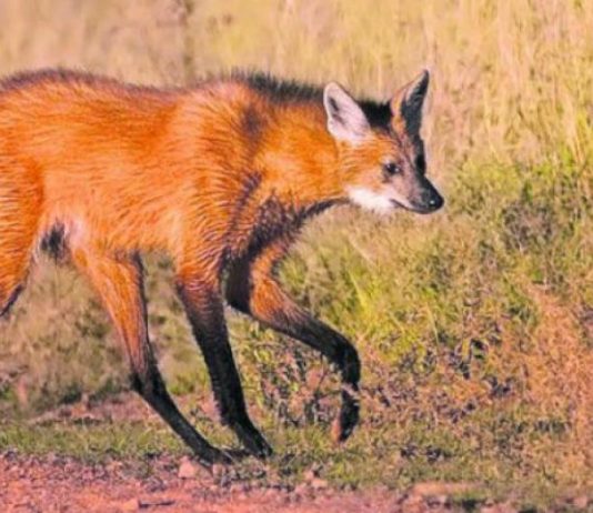 Mataron a palazos a un animal en extinción por miedo