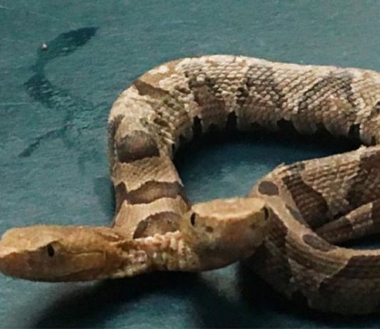 Hallaron una serpiente de dos cabezas