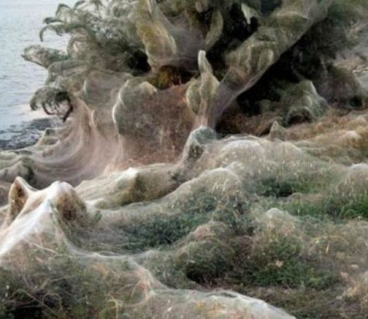 Pánico en Grecia por enorme telaraña
