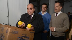 Los limones tucumanos llegan a Canadá y Hong Kong