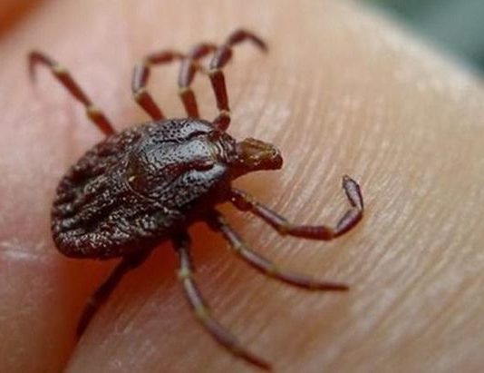 Medidas para evitar el “mal de las garrapatas”