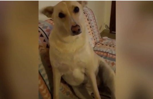 Video viral: el por qué detrás de la curiosa reacción de un perro ante las preguntas de su dueño