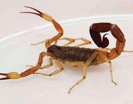 Consejos para prevenir picaduras de alacranes
