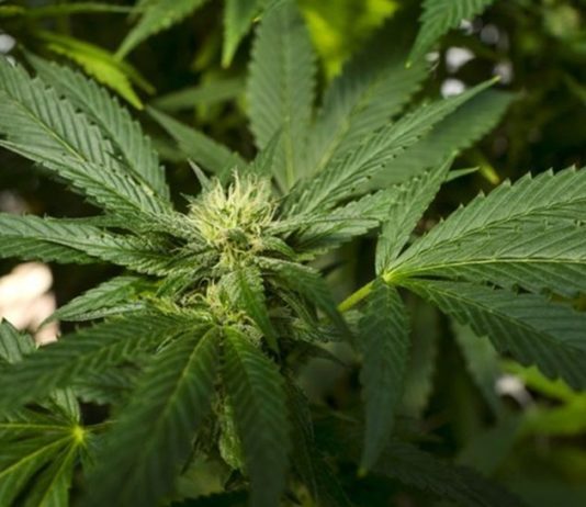Tabacalera se abre al mercado de la marihuana