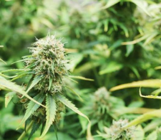 Estiman que la legalización de la marihuana en uruguay le hizo perder u$s22 millones al narcotráfico