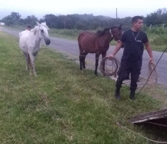 En lo que va de enero, retiraron más de 50 animales sueltos de las rutas tucumanas