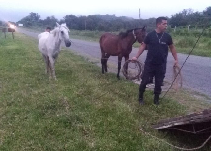 En lo que va de enero, retiraron más de 50 animales sueltos de las rutas tucumanas_5e31c83404630.jpeg