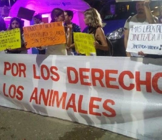 Video| Denuncian maltrato animal a las jineteadas de Jesús María
