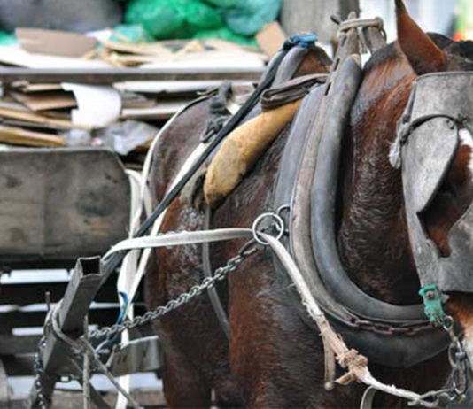 Policías rescataron a dos caballos maltratados por su dueño