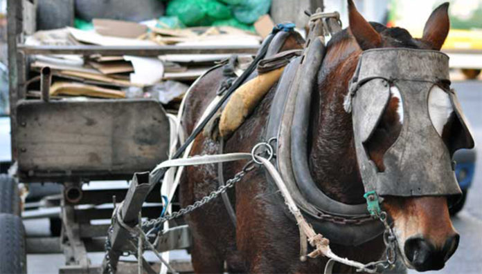 Policías rescataron a dos caballos maltratados por su dueño_5ebc35bb79ba7.jpeg