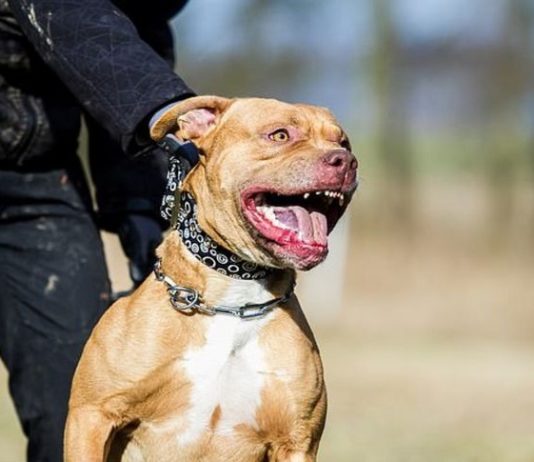 Un pitbull le amputó el brazo a su dueño en Córdoba