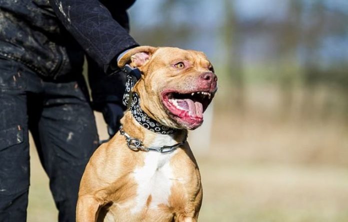 Un pitbull le amputó el brazo a su dueño en Córdoba_5edbd9c77533d.jpeg
