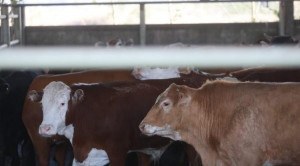 Manzur frigorifico lules6