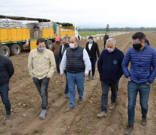 La cosecha papera avanza cuidando la salud de 15 mil campesinos