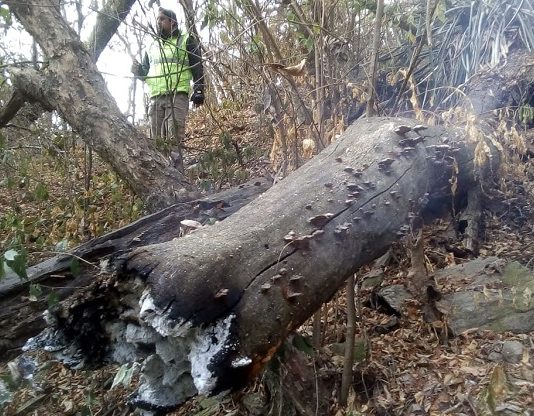 San Javier: Mitigan resabios de incendio por tierra