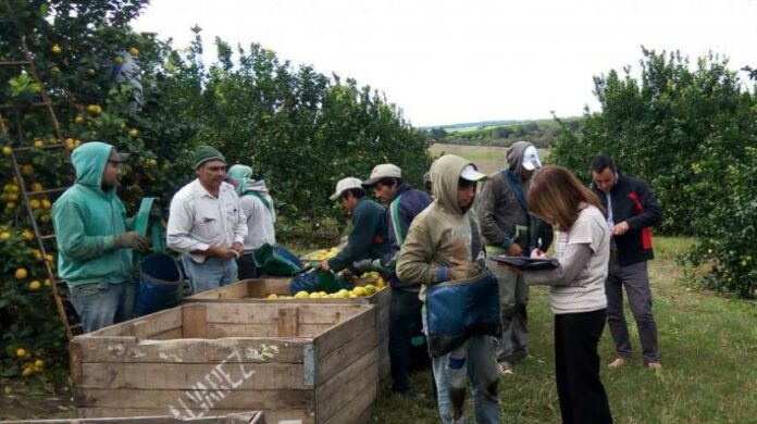 Intercosecha: La tarjeta “Inclusión Social” beneficiará a 21.000 trabajadores_6014994bdd277.jpeg