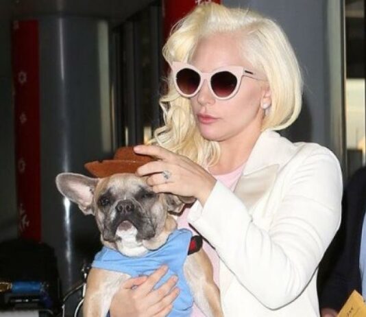 Lady Gaga recuperó ilesos a los dos perros que le habían robado