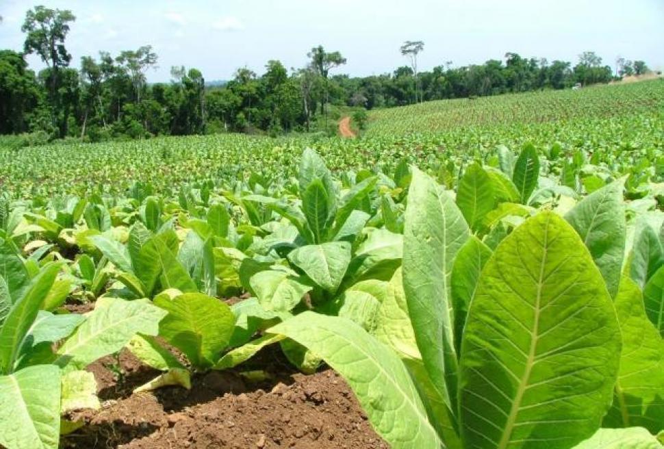Productores tucumanos recibirán $123 millones del Fondo Especial del Tabaco
