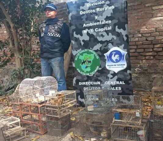 Tras un allanamiento rescatan a 38 aves en cautiverio y dos reptiles