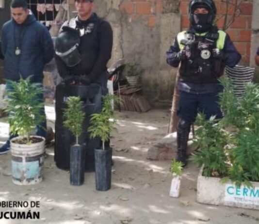 secuestran 100 ravioles de cocaína y 20 plantas de marihuana