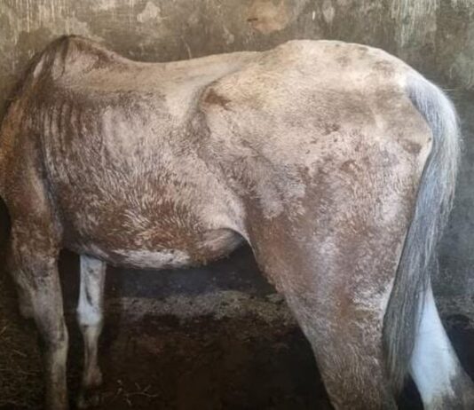 Rescatan dos yeguas y un caballo en estado de abandono