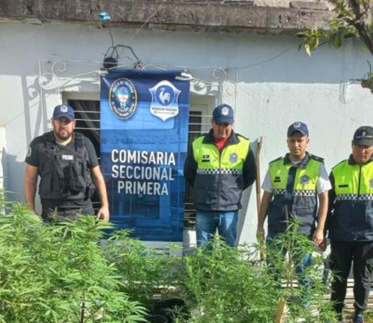 Secuestran 70 plantas de marihuana, una pistola y municiones