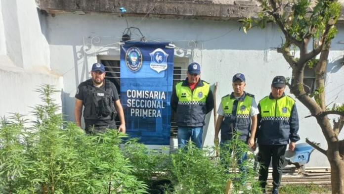 Secuestran 70 plantas de marihuana, una pistola y municiones