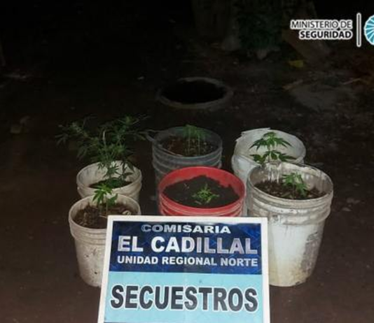 hallan plantines de marihuana en una vivienda