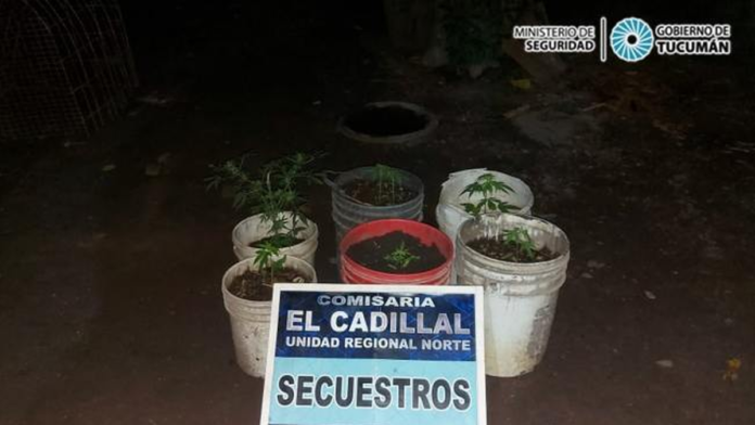 hallan plantines de marihuana en una vivienda