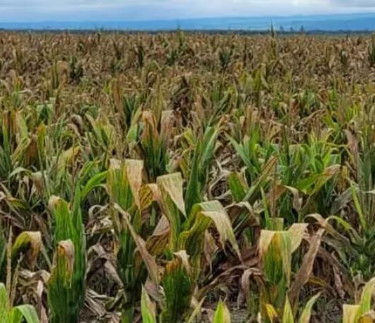 Chicharrita del maíz: la Provincia convoca a una mesa interdisciplinaria para evaluar la situación