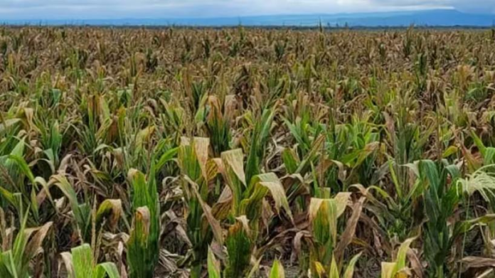 Chicharrita del maíz: la Provincia convoca a una mesa interdisciplinaria