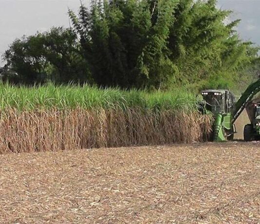 «Hay que evitar una sobreoferta de azúcar para tener una buena zafra este año»
