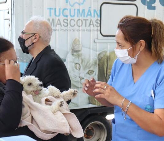 Durante esta gestión Tucumán Mascotas realizó 17 mil castraciones