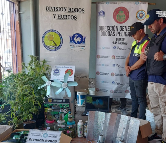 decomisan marihuana y precursores químicos