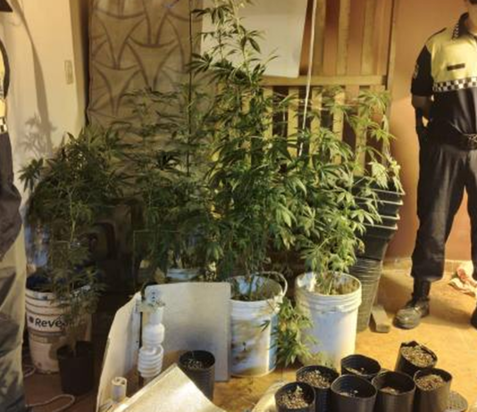 Hallan un invernadero de marihuana y aprehenden a un hombre