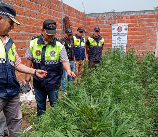 Hallan 600 plantas de marihuana y un vivero en Las Talitas