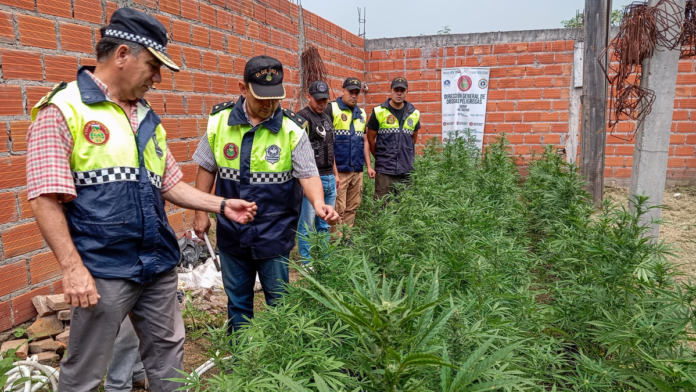 Hallan 600 plantas de marihuana y un vivero en Las