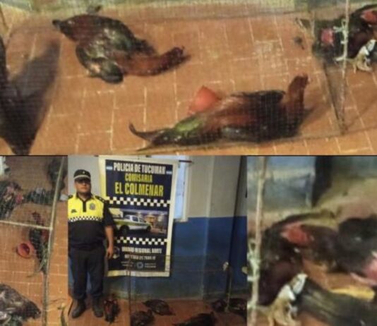 Investigan un caso de maltrato animal en Las Talitas