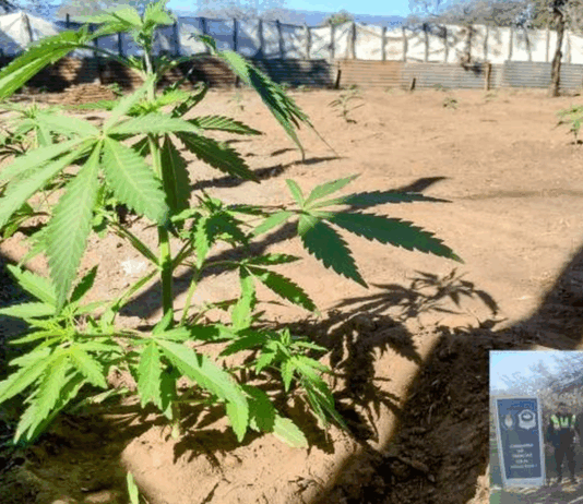 Encuentran 250 plantines de marihuana recientemente trasplantados