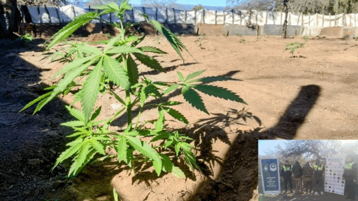 Encuentran 250 plantines de marihuana recientemente trasplantados