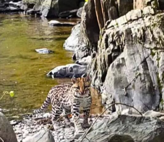 Avistamiento único: un ocelote fue visto en la Reserva San Pablo