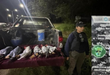 Rescatan a seis gallos que trasladaban atados y tapados con plástico
