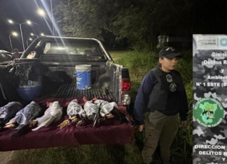 Rescatan a seis gallos que trasladaban atados y tapados con plástico