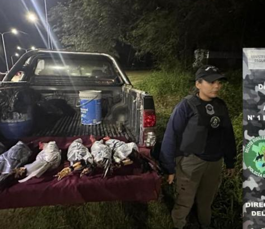 Rescatan a seis gallos que trasladaban atados y tapados con plástico