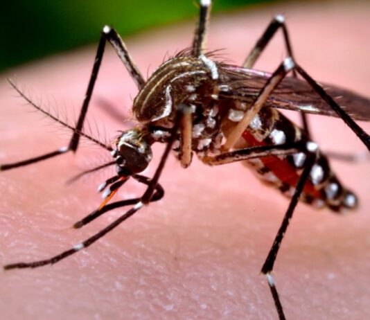 El reporte epidemiológico oficial registró más de trescientos nuevos contagios de fiebre chikungunya en el país