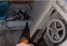 Tafí Viejo: una menor se filmó disparándole con un rifle a gatitos recién nacidos