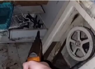 Tafí Viejo: una menor se filmó disparándole con un rifle a gatitos recién nacidos