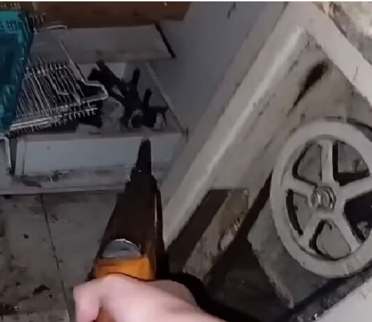 Tafí Viejo: una menor se filmó disparándole con un rifle a gatitos recién nacidos